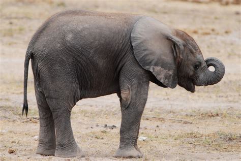 Free Download Elephant Baby Elephant Baby Elephant Wallpaper Elephant