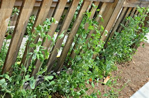Basics To Growing Sugar Snap Peas A Crafty Spoonful