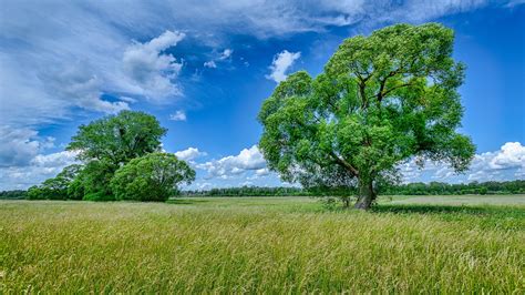 Field And Green Trees With Blue Sky And Clouds Background During Summer
