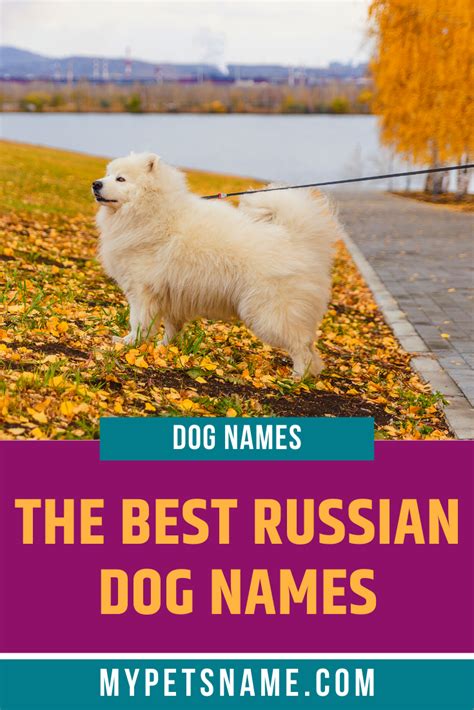 Best Russian Dog Names Dog Names Russian Dogs Dogs Names List