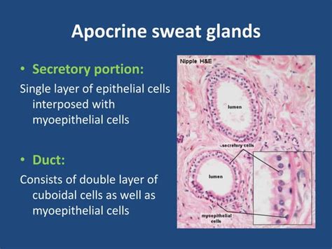 Anatomy And Physiology Of Sweat Glands Sebaceous Ppt