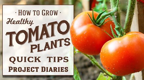 You can edit any of drawings via our online image editor before 800x799 tomato vector drawing set. How to: Grow Healthy Tomato Plants (12 Quick Tips & A ...