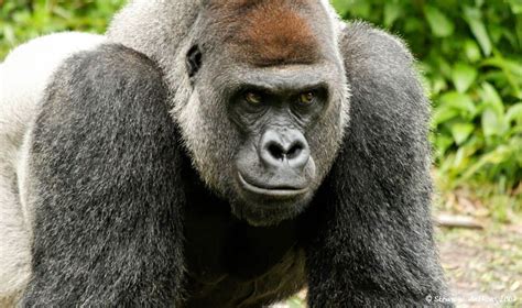 Amazing Gorillas Photos Big Gorillas Animal Photo