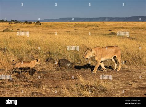 Lioness With The Cub In African Savanna Stock Photo Alamy