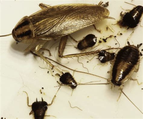 Rampaging Roaches Becoming Almost Impossible To Kill Corkys Pest Control Services And Termite