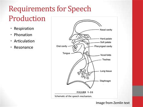 Anatomy Of Speech Production