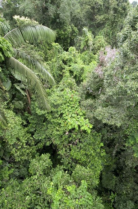 It has smooth, oval leaves that aren't nearly as big as those in the understory, as these are closer. Tropical rainforest canopy - Stock Image - C001/1160 ...