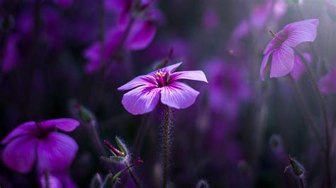 2048x1152 Purple Flowers 2048x1152 Resolution Hd 4k Wallpapers Images