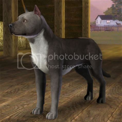 Realistic Pitbull Improved — The Sims Forums