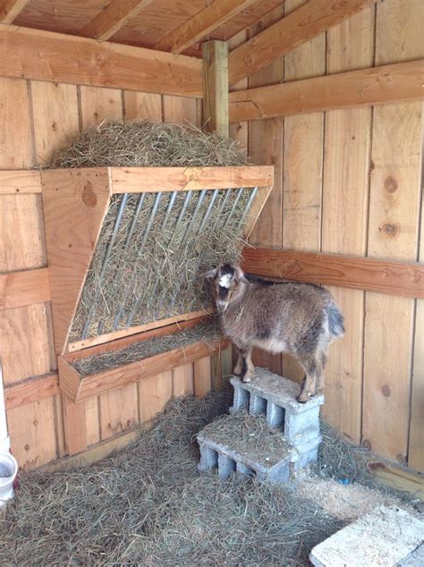 Hay Feeder Goats Goat Barn Goat Shelter