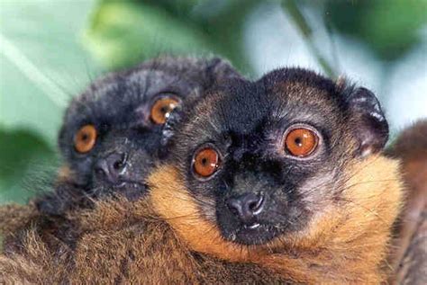 Prosimians Collared Lemurs