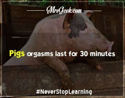 29 Incredible Animal Facts That Will Amaze You