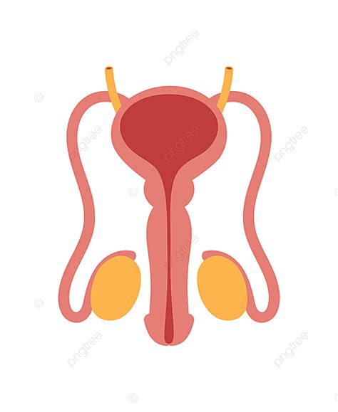 Picture Of Male Reproductive System Clipart Best My XXX Hot Girl
