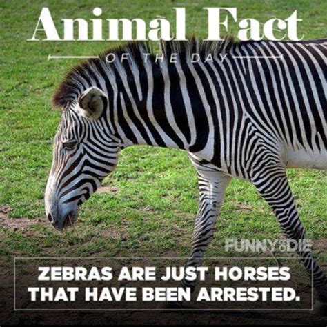 25 Funny Animal Facts That Might Make You Pee A Little Animal Facts