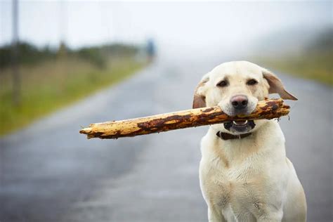 Why Do Dogs Like Sticks Reasons Why Are They Safe