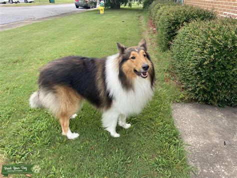 Rough Collie Stud Dog In West United States Breed Your Dog