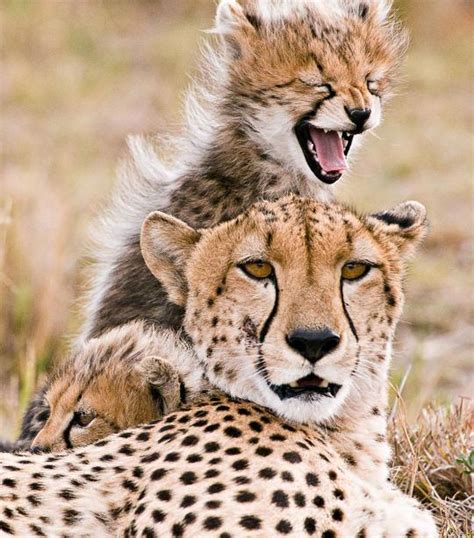 Cheetah African Wildlife Foundation