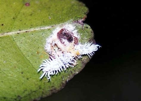 Whether flat against leaves or fruit, or lumpy bumps on branches or stems, this widespread while its primary target is citrus trees, it also feeds on olives and other fruit, and can. Scale Insects, Soft Scales, Wax Scales - Family Coccidae