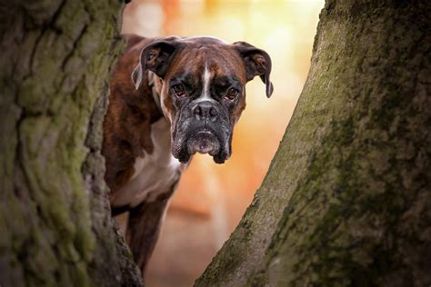 Boxer Dog Among Trees Photograph By Tamas Szarka