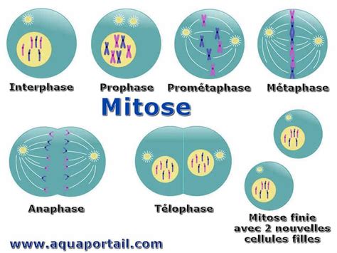 4 étapes De La Mitose Def Mitose Genertore2