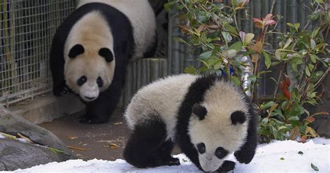 San Diego Zoos Last 2 Pandas Being Sent Back To China Cbs Sacramento