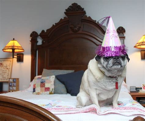 These 31 Happy Birthday Dog Images Are So Cute Im Wagging My Imaginary
