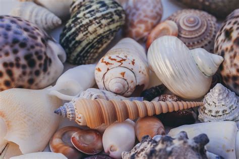 Top 18 Ocean Shells Images En Iyi 2022