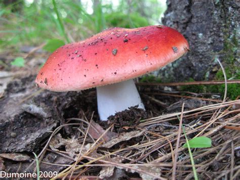 Red Mushroom Photographed On The Spanish River Ontario Stuffed