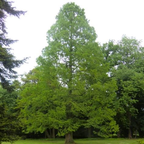 Metasequoia Glyptostroboides Dawn Redwood