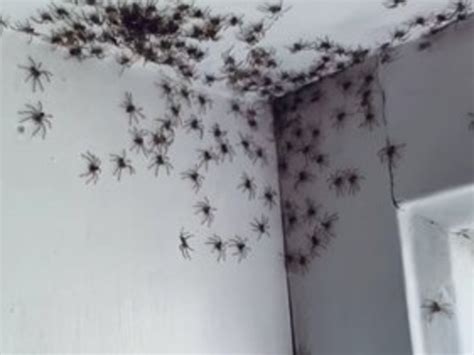 Huntsman Spiders Invade Childs Bedroom In Collaroy Plateau The