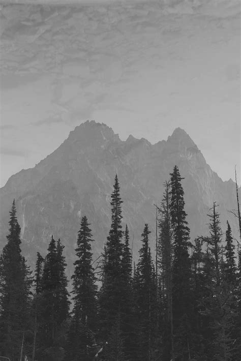 Mountains Peaks Spruce Trees Darkness Hd Phone Wallpaper Peakpx