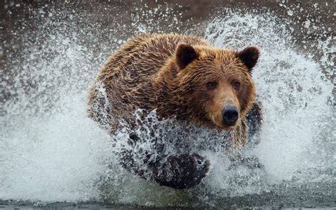 Grizzly Bear Wallpaper 2560x1600 120630 Wallpaperup