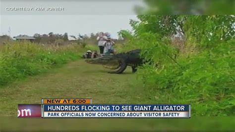 Hundreds Flocking To See Giant Alligator Youtube