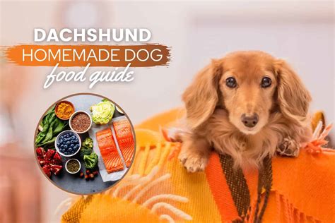 Best Dog Food For Dachshunds Australia Masako Wilkinson