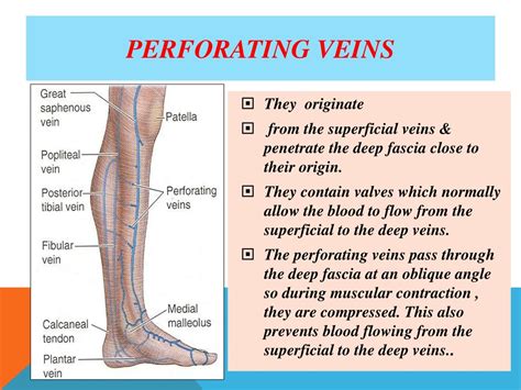 Ppt Arteries Veins Of Lower Limb Powerpoint Presentation Free