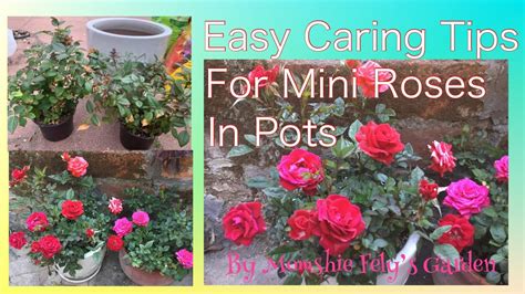 Easy Caring Tips For Mini Roses In Pots Youtube