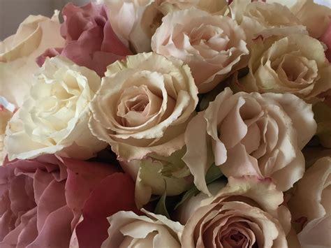 Romantic Vintage Roses Blush Pink Wedding Flowers Vintage Blush