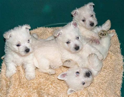 How Many Puppies Are In A Westie Litter