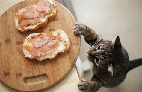 A good resource for when you just can't cat's food got stolen by the dog. 15 Human Foods That Are Safe for Cats — Pet Central by Chewy