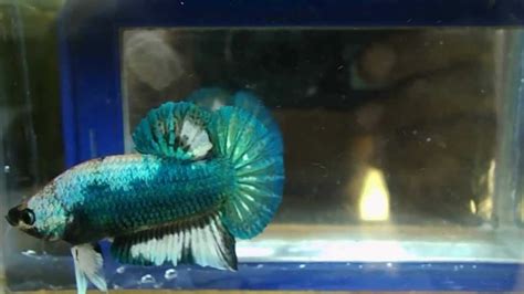 Nemo koi hmpk male#5 $25.00. betta fish for sale..... marble betta fish - YouTube