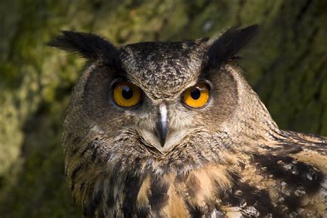 European Eagle Owl Brian Scott Flickr