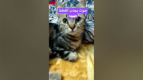 صوت يجذب القطط Youtube