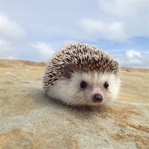 🔥 41 Cute Hedgehog Wallpaper Wallpapersafari