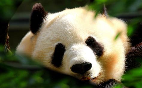 Japan Animals Panda Bears Wallpapers Hd Desktop And Mobile Backgrounds