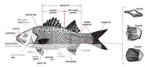 Fish Scales Anatomy Photo By Sledman8indy Photobucket