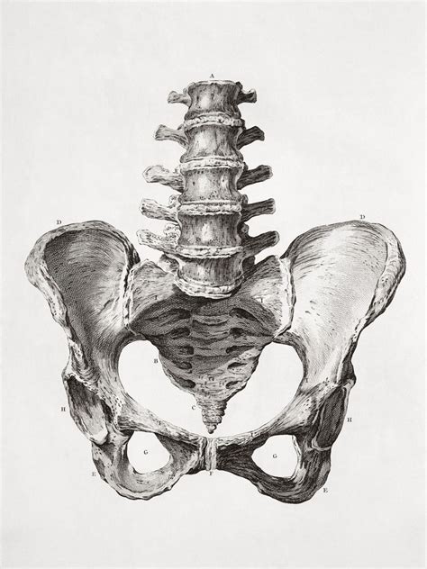 Human Male Pelvis Bone Scientific Illustration Anatomy Sketches