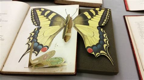 Popup Butterfly Book Art Pop Up Book Pop Up