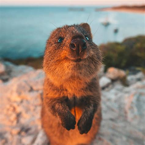 Quokka selfies became popular around 2012 when one quokka selfie went viral. Why Quokkas Are The Cutest Animals On Earth