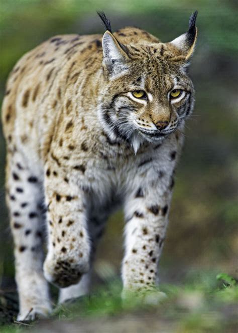 A Lynx Is Walking In The Grass With Its Head Turned To The Side