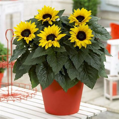 Helianthus Annuus Dwarf Cv Helianthus Sunny Sunflower Seed X20 Ole